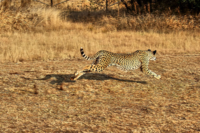 Foto: Cheetah Run