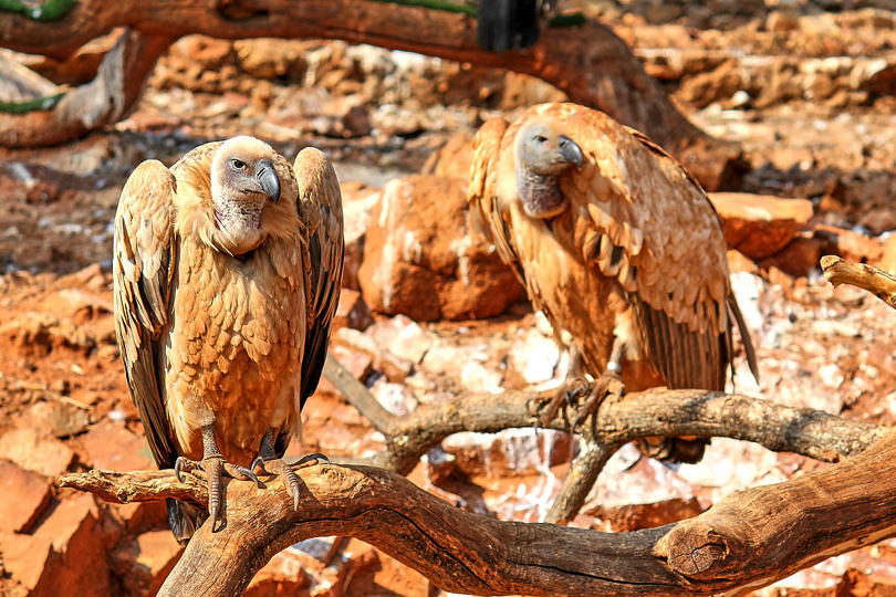 Foto: Vögel