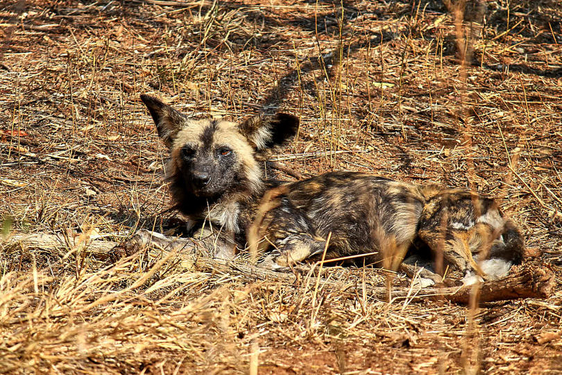 Foto: Afrikanischer Wildhund