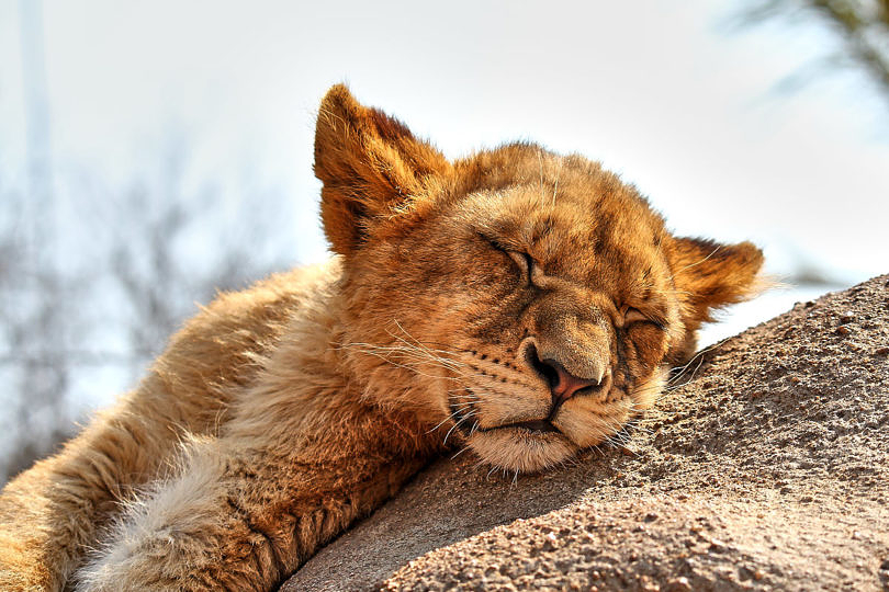 Foto: Junger Löwe