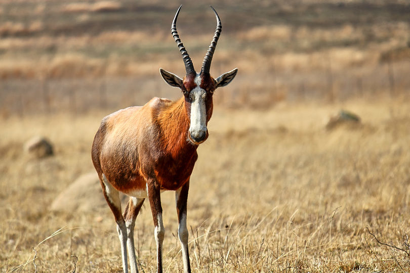 Foto: Antilope