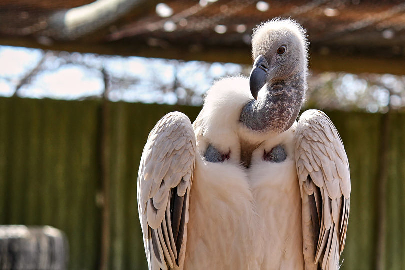 Foto: Vogel