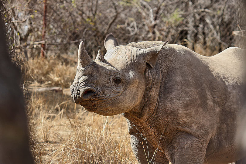 Foto: Nashorn im Moholoholo Wildlife Rehabilitiation Centre