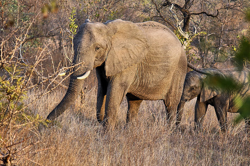 Foto: Elefantenkuh mit Kalb
