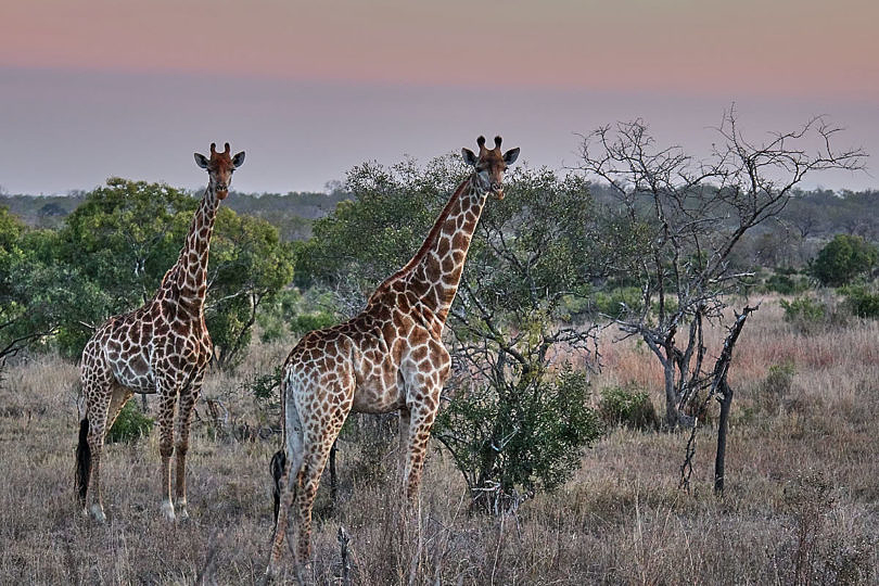 Foto: Giraffen im Sonnenuntergang