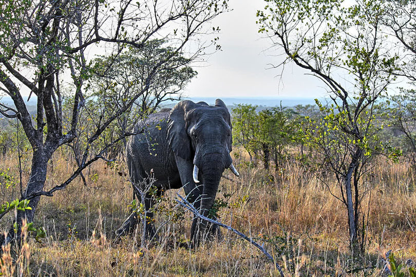 Foto: Elefant