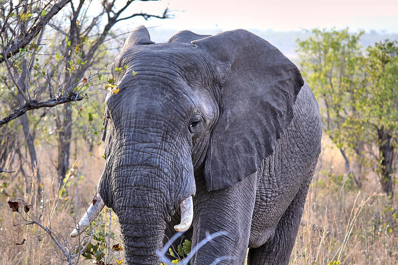 Foto: Elefant im Morgendliche