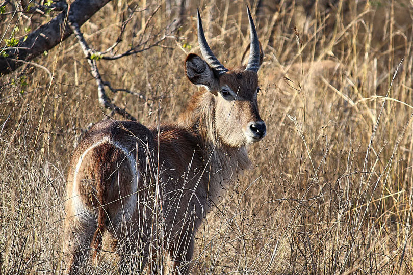 Foto: Antilope