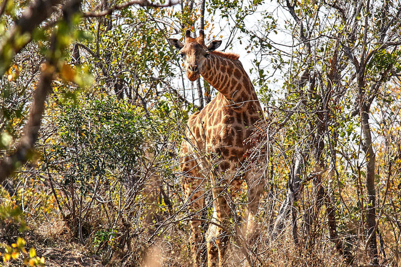 Foto: Giraffe