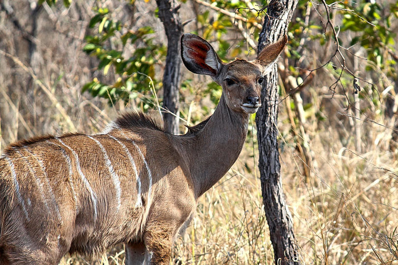 Foto: Antilope